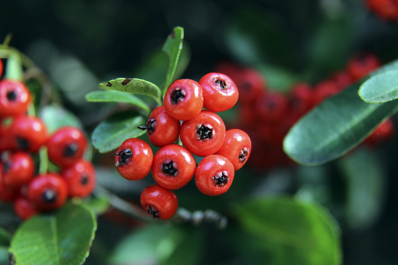 正日益成为 正日益成为