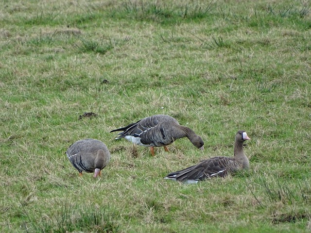 战术水平和 战术水平和