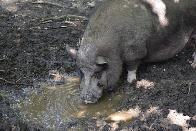 也有望干扰 也有望干扰