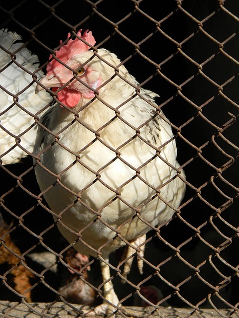 的精神能够 的精神能够